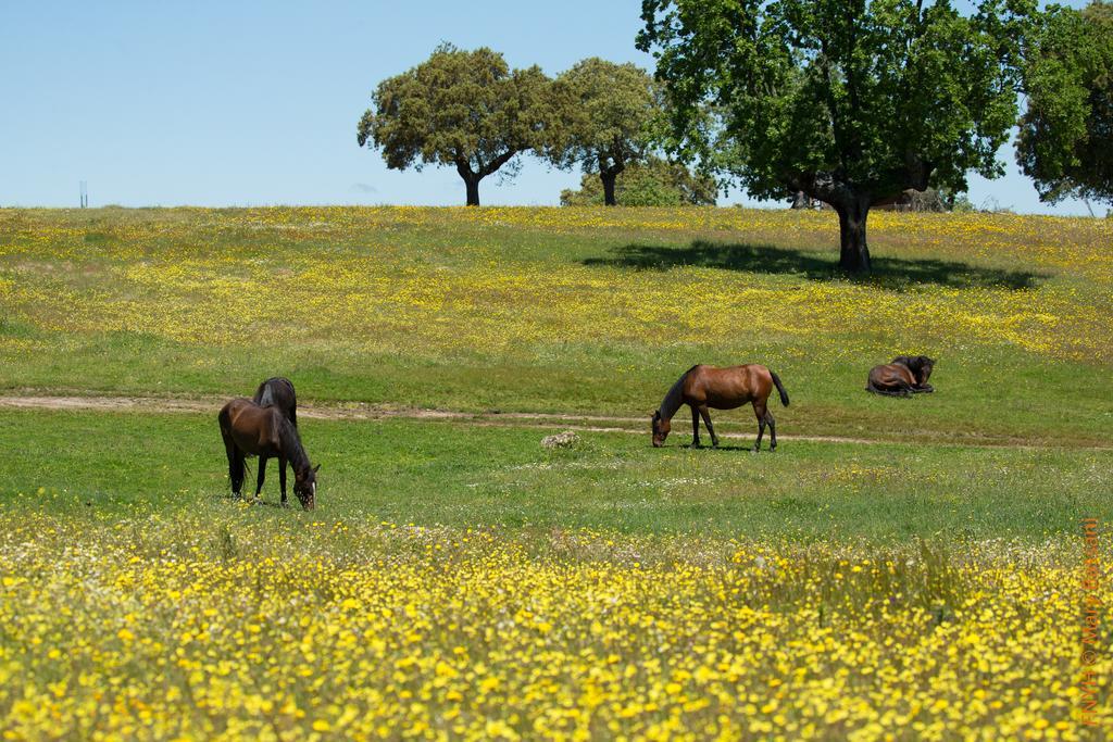 Eco-Lodge En La Reserva Privada Campanarios De Azaba - Proyecto De Conservacion Espeja Kültér fotó