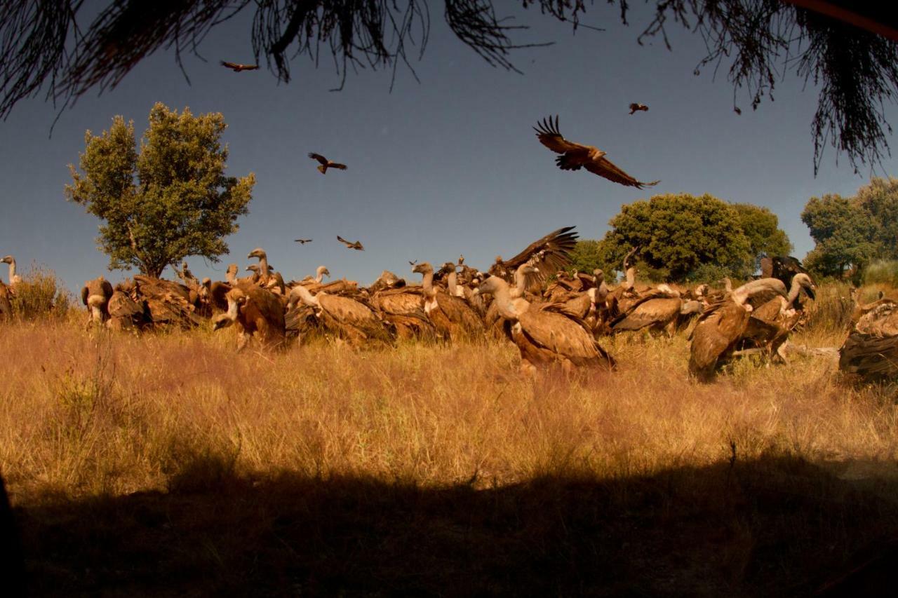 Eco-Lodge En La Reserva Privada Campanarios De Azaba - Proyecto De Conservacion Espeja Kültér fotó