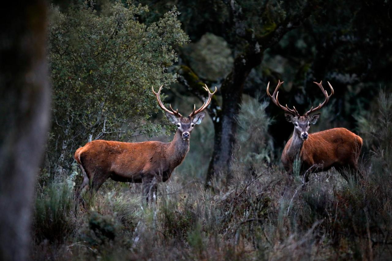 Eco-Lodge En La Reserva Privada Campanarios De Azaba - Proyecto De Conservacion Espeja Kültér fotó